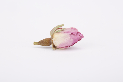 植物系列写实玫瑰花茶