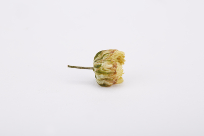 植物系列写实茶叶