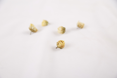 植物系列写实花茶