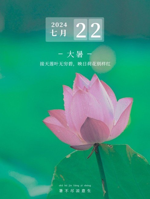 夏日节气大暑风景晒花简约风plog模板预览效果