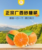 模板缩略图