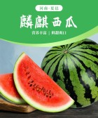 模板缩略图