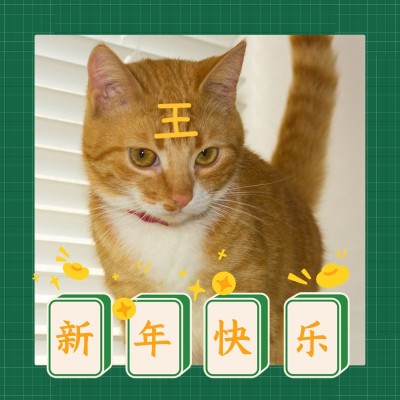 春节晒图春节祝福新年祝福晒照猫plog模板