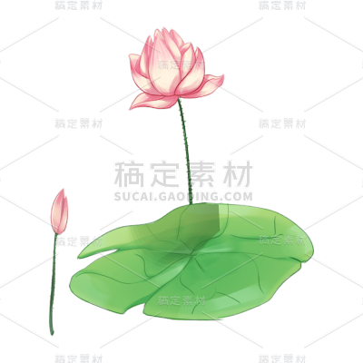 手绘荷花元素贴纸