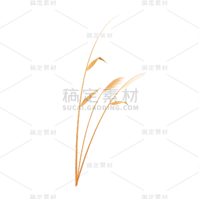 传统节气白露芦苇元素