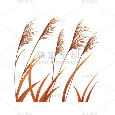 传统节气白露芦苇元素