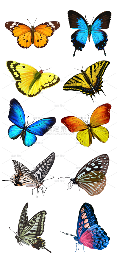素材组合-写实-昆虫元素蝴蝶贴纸