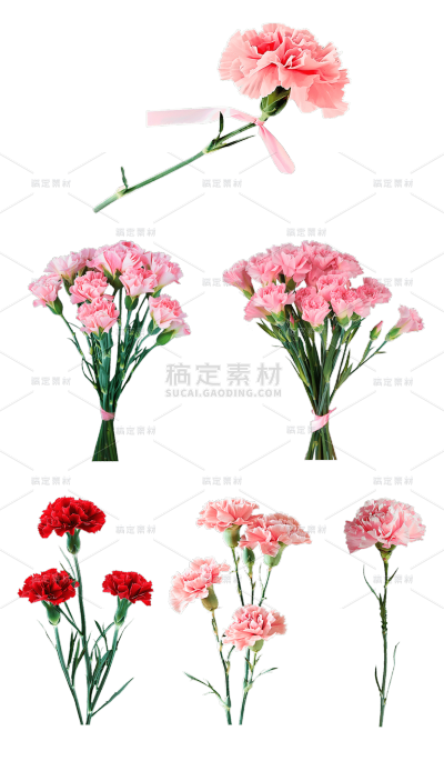 母亲节通用实景康乃馨鲜花花朵元素素材