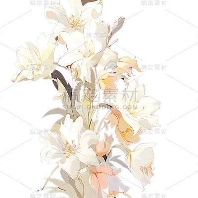 唯美白色花朵