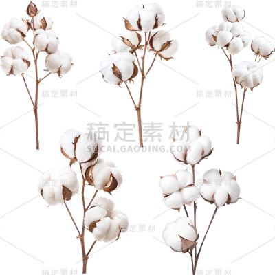植物实景多枝白色棉花枝元素素材组合合集