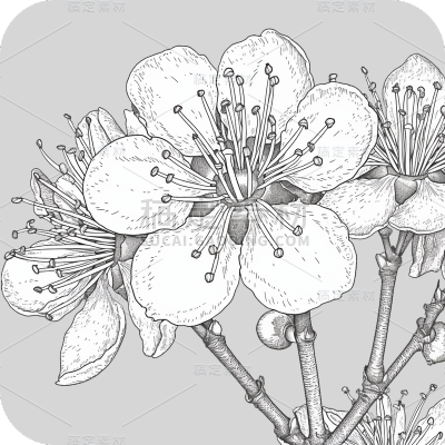 梅花线稿