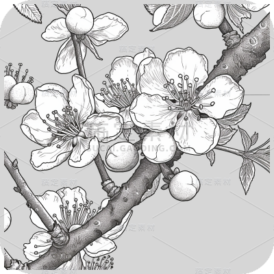梅花花朵线稿