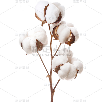 植物实景多枝白色棉花枝元素素材