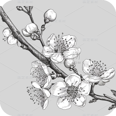 梅花花朵线稿