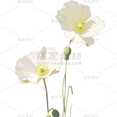唯美白色花朵