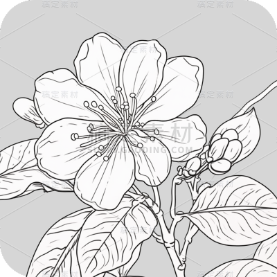 梅花花朵线稿