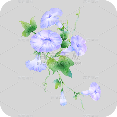 手绘水彩紫色喇叭花花卉元素