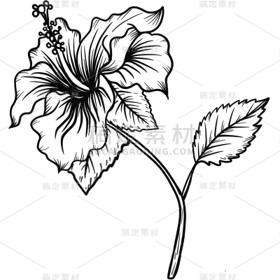手绘-勾线花朵植物元素贴纸-扶桑花
