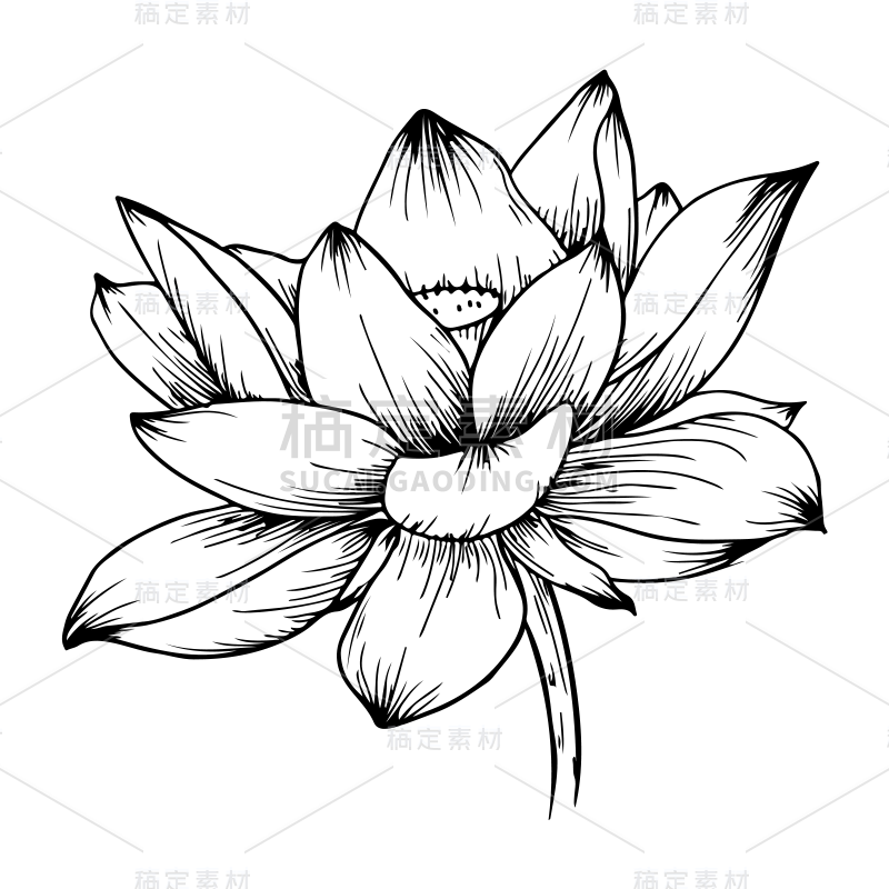 手绘-花卉元素素描贴纸-SVG4
