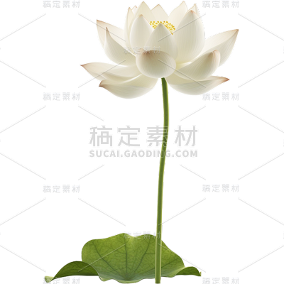 荷花花朵花卉