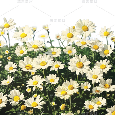 植物通用实景雏菊花花朵元素素材