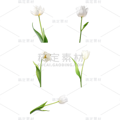 植物通用白色实景郁金香花朵元素素材