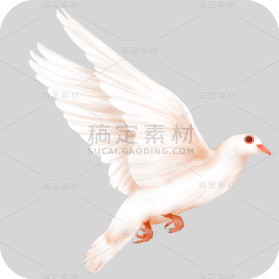 手绘-白鸽元素