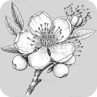 梅花线稿