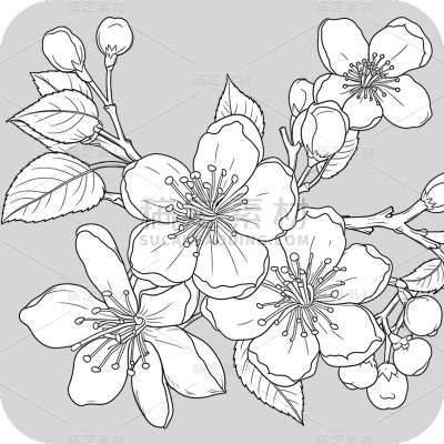 梅花线稿