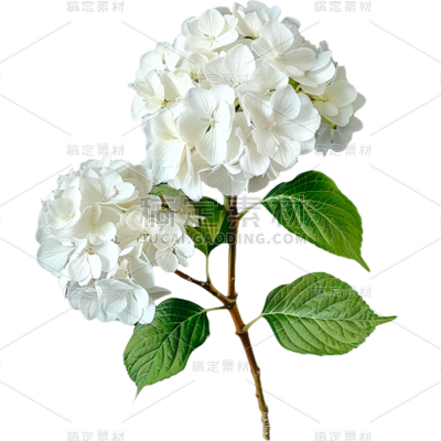 植物通用实景绣球鲜花花朵元素素材