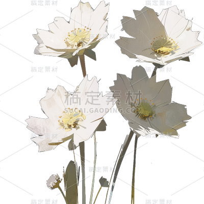 唯美白色花朵
