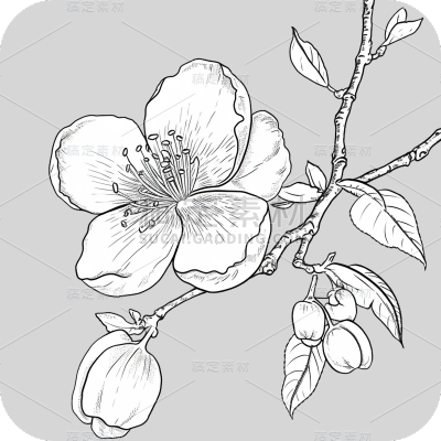 梅花线稿