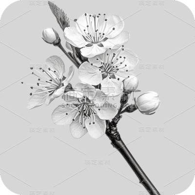 梅花花朵线稿