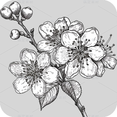 梅花线稿
