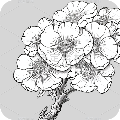 梅花花朵线稿