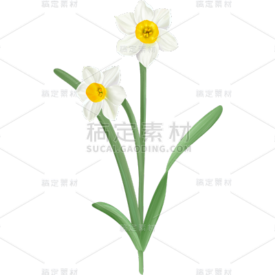 春天春日春季氛围感雏菊花朵植物插画元素素材