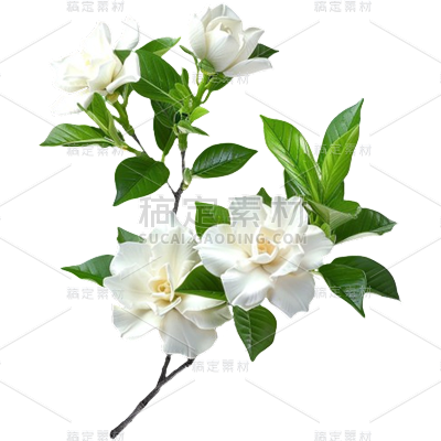 植物通用实景白色栀子花花朵元素素材