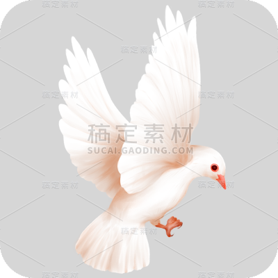 手绘-白鸽元素