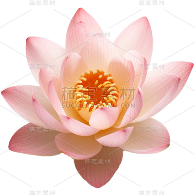 荷花免抠元素