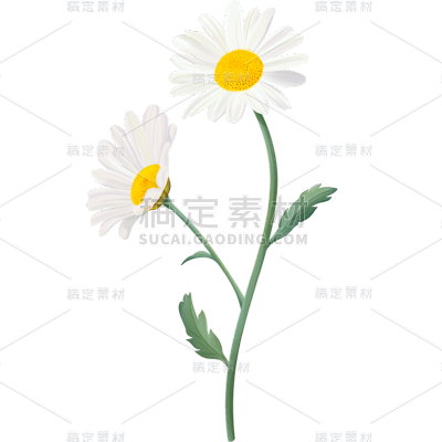 春天春日春季氛围感雏菊花朵植物插画元素素材