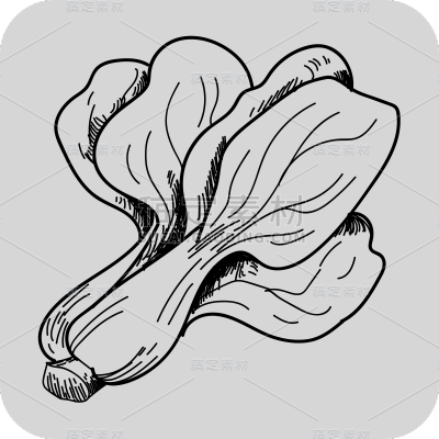SVG-美食元素蔬菜线稿贴纸-小白菜