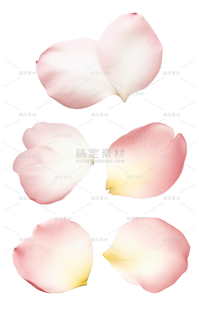 素材组合-白色花瓣1
