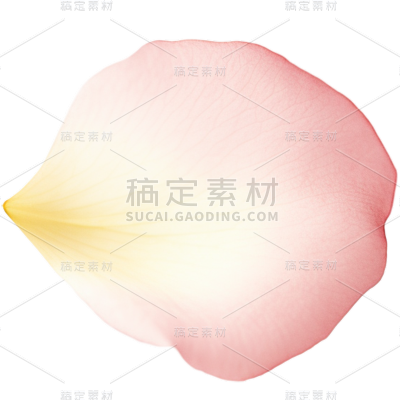 白色花瓣