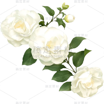 植物通用实景白色山茶花花朵元素素材