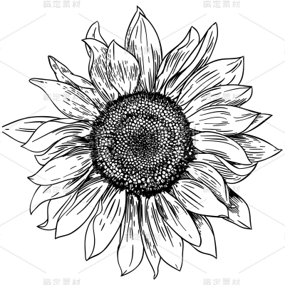 手绘-花卉元素素描贴纸-SVG10