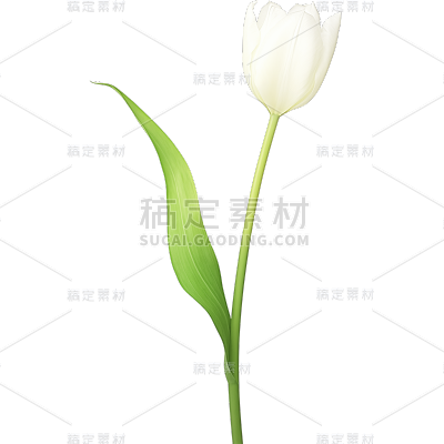 植物通用白色实景郁金香花朵元素素材