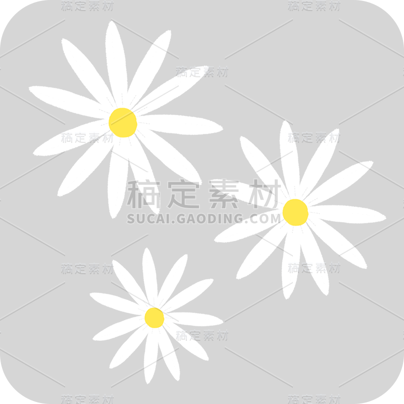 小雏菊
