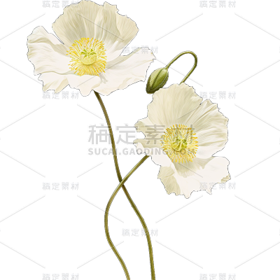 唯美白色花朵