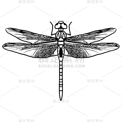 手绘-小昆虫元素-蜻蜓
