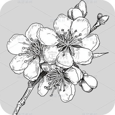 梅花线稿